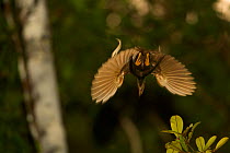 Standardwing Bird of Paradise (Semioptera wallacei) male performing aerial display - diving back down to tree after a vertical flight, Halmahera, Indonesia