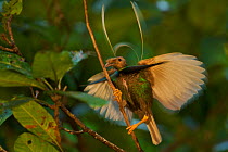 Standardwing Bird of Paradise (Semioptera wallacei) male performing a display in the rain forest canopy, Halmahera, Indonesia.