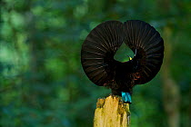 Victoria's Riflebird (Ptiloris victoriae) male on display perch trying to lure a female down to his perch with a spread wings display, Atherton Tablelands, Wooroonooran National Park, Queensland, Aust...