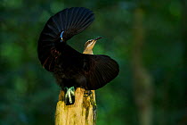 Victoria's Riflebird (Ptiloris victoriae) male on display perch trying to lure a female down to his perch with a spread wings display, Atherton Tablelands, Wooroonooran National Park, Queensland, Aust...