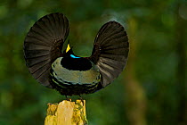 Victoria's Riflebird (Ptiloris victoriae) male on display perch trying to lure a female to come down with his spread wings display, Atherton Tablelands, Wooroonooran National Park, Queensland, Austral...