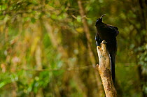 Black Sicklebill (Epimachus fastosus) male perched on his display pole, Papua New Guinea