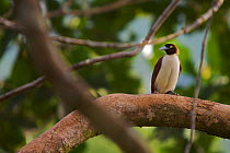 Lesser Bird of Paradise (Paradisaea minor) juvenile male in tree, Papua New Guinea