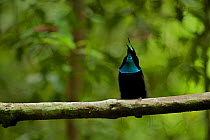 Magnificent Riflebird (Ptiloris magnificus) male calling from his display vine, Papua New Guinea