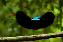 Magnificent Riflebird (Ptiloris magnificus) male displaying to female from his display vine, Papua New Guinea. Winner, Special Award Portfolio, Wildlife Photographer of the Year (WPOY) 2014 competitio...