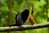 Magnificent Riflebird (Ptiloris magnificus) male displaying to female on his display vine, Papua New Guinea