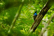 Magnificent Riflebird (Ptiloris magnificus) male on his display vine, Papua New Guinea