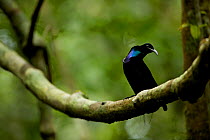 Magnificent Riflebird (Ptiloris magnificus) male displaying to female from his display vine, Papua New Guinea