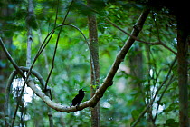 Magnificent Riflebird (Ptiloris magnificus) male calling to female from his display vine, Papua New Guinea