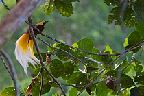 Lesser Bird of Paradise (Paradisaea minor) male in the canopy of his display (lek) tree, Papua New Guinea