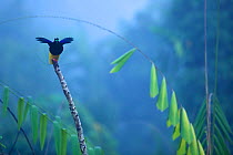 Twelve wired Bird of Paradise (Seleucidis melanoleuca) male at display perch in the swamp rain forest at Nimbokrang, Papua, Indonesia, Island of New Guinea. Winner, Special Award Portfolio, Wildlife P...