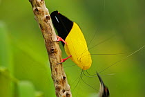 Twelve wired Bird of Paradise (Seleucidis melanoleuca) male displaying to a female at his display pole in the swamp rain forest at Nimbokrang, Papau, Indonesia, Island of New Guinea. He is using his u...