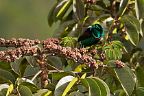 Splendid Astrapia (Astrapia splendidissima) male feeding at fruiting Schefflera tree. At approx. 3350 m elevation, Jayawijaya Mountains, New Guinea.