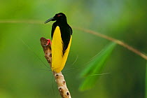 Twelve wired Bird of Paradise (Seleucidis melanoleuca) male at his display pole in the swamp rain forest at Nimbokrang, Papau, Indonesia, Island of New Guinea.