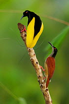Twelve wired Bird of Paradise (Seleucidis melanoleuca) male displaying to a female at his display pole in the swamp rain forest at Nimbokrang, Papau, Indonesia, Island of New Guinea. Winner, Special A...