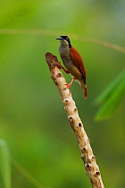 Twelve wired Bird of Paradise (Seleucidis melanoleuca) female on male's display pole in the swamp forest at Nimbokrang, Papau, Indonesia, Island of New Guinea.