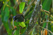 Pale-billed Sicklebill (Drepanornis bruijnii) male feeding, Papua New Guinea,