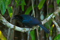 Glossy-mantled Manucode (Manucodia ater) perches in the canopy of swamp forest at Nimbokrang, Papua, Indonesia, Island of New Guinea.