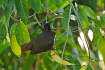 Pale-billed Sicklebill (Drepanornis bruijnii) male, eating a seed, Papua New Guinea