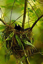 Long-tailed Paradigalla (Paradigalla carunculata) female sitting at nest