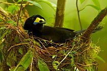 Long-tailed Paradigalla (Paradigalla carunculata) female sitting at nest, Papua New Guinea