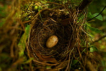 Long-tailed Paradigalla (Paradigalla carunculata) egg in nest, Papua New Guinea