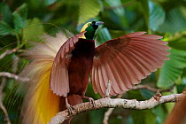 Greater Bird of Paradise (Paradisaea apoda) male performing upright wing pose display at lek,  Badigaki Forest, Wokam Island in the Aru Islands, Indonesia.