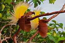 Greater Bird of Paradise (Paradisaea apoda) female checks out two adult males performing the inverted static display at their display lek.  Badigaki Forest, Wokam Island in the Aru Islands, Indonesia.