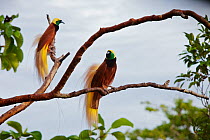 Greater Bird of Paradise (Paradisaea apoda) two adult males perched on outer branches of their lek (display site) Badigaki Forest, Wokam Island in the Aru Islands, Indonesia.