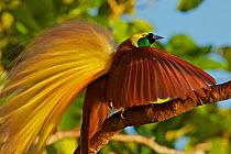 Greater Bird of Paradise (Paradisaea apoda) male performing upright wing pose display, Badigaki Forest, Wokam Island in the Aru Islands, Indonesia.