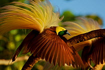 Greater Bird of Paradise (Paradisaea apoda) male performing upright wing pose display, Badigaki Forest, Wokam Island in the Aru Islands, Indonesia