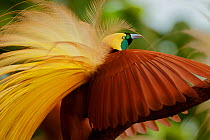 Greater Bird of Paradise (Paradisaea apoda) male performing upright wing pose display, Badigaki Forest, Wokam Island in the Aru Islands, Indonesia. Not available for prints or wall art worldwide