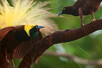 Greater Bird of Paradise (Paradisaea apoda) male displaying to a female, Badigaki Forest, Wokam Island in the Aru Islands, Indonesia.