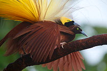 Greater Bird of Paradise (Paradisaea apoda) male performing pre-copulatory phase tapping the back of the female's neck. Badigaki Forest, Wokam Island in the Aru Islands, Indonesia.