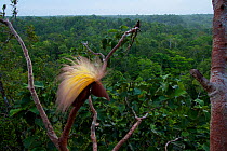 Greater Bird of Paradise (Paradisaea apoda) displaying to a female on canopy lek display site, Badigaki Forest, Wokam Island in the Aru Islands, Indonesia.