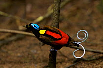 Wilson's Bird of Paradise (Cicinnurus respublica) male on the main display pole in the center of his court, Papua New Guinea