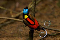Wilson's Bird of Paradise (Cicinnurus respublica)male on the main display pole in the center of his court, Papua New Guinea
