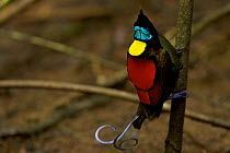 Wilson's Bird of Paradise (Cicinnurus respublica) male on the main display pole in the center of his court, performing a pointing display posture, Papua New Guinea