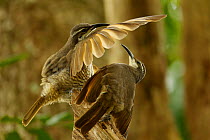 Paradise Riflebird (Ptiloris paradiseus) young male performing practice display to another young male, Papua New Guinea