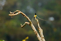 King of Saxony Bird of Paradise (Pteridophora alberti) adult male on calling perch above canopy, Papua New Guinea