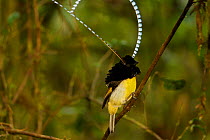 King of Saxony Bird of Paradise (Pteridophora alberti) male performing display on vines in the forest interior, Papua New Guinea