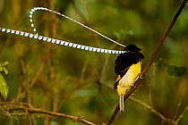 King of Saxony Bird of Paradise (Pteridophora alberti) male performing display on vines in the forest interior, Papua New Guinea
