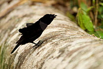 Superb Bird of Paradise (Lophorina superba) adult male on display log, Papua New Guinea