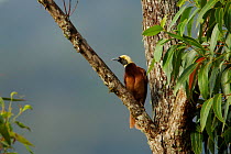 Raggiana Bird of Paradise (Paradisaea raggiana) young male in Eucalyptus tree, Papua New Guinea