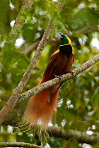 Raggiana Bird of Paradise (Paradisaea raggiana)adult male perched in forest canopy calling to females, Kiburu Forest, Southern Highlands Province, Papua New Guinea.