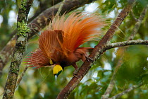 Raggiana Bird of Paradise (Paradisaea raggiana)adult male perched in forest canopy displaying to females, Kiburu Forest, Southern Highlands Province, Papua New Guinea.
