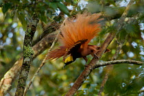 Raggiana Bird of Paradise (Paradisaea raggiana)adult male perched in forest canopy displaying to females, Kiburu Forest, Southern Highlands Province, Papua New Guinea.