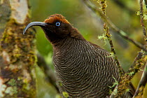 Brown Sicklebill (Epimachus meyeri) young male, primarily in female plumage, but with some dark feathers on head, Papua New Guinea