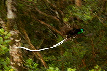Ribbon tailed Astrapia (Astrapia mayeri) male in flight in the montane rain forest near Tomba Pass, Papua New Guinea.