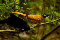 Wahnes's Parotia (Parotia wahnesi) male and female on perch above display court, Papua New Guinea